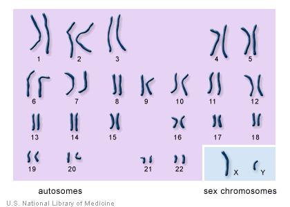 14.1 Human Heredity Chromosomes - 46 total or 23 pairs Autosomes #'s 1-22 -