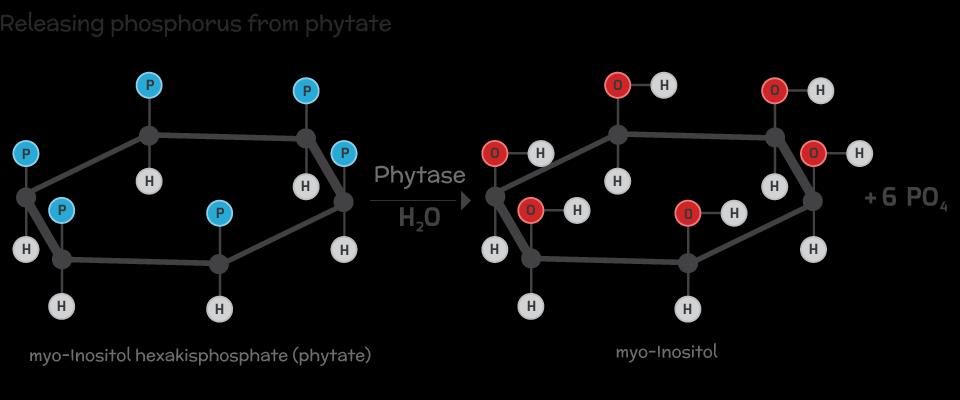 Phytate (phytic acid): A storage form of P in cereal grains and oil seeds The main accumulation site is the aleurone layer Phytic acid bound to Ca, Mg