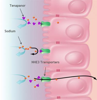 Tenapanor (In development) NHE3 Inhibitor selectively inhibits sodium uptake in the intestines, trapping water and phosphate in GI lumen; pain modulation via
