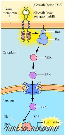 Signaling Downstream of Ras : ( Ras > Raf > MAP Kinase Cascade) 3) MEK, once activated, can, in turn, activate MAP Kinase or extracellular signal regulated kinase (ERK).