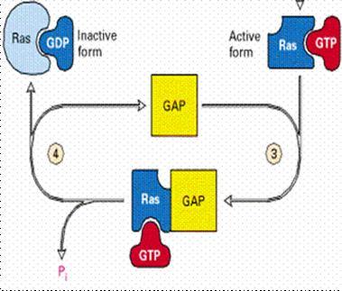 Ras protein inactivation: Normally after signal transduction, ras is inactivated.