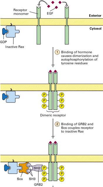 Ras protein activation: Ras proteins alternates from an inactive GDP bound state to an active GTP bound state. Ras activation involves the following steps: 1) Binding of growth factor to RTK.