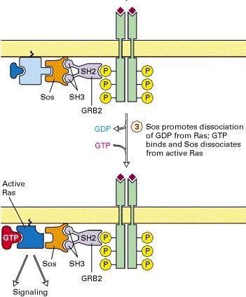 Ras activation: 3) The third step involves the recruitment of a guanine nucleotide exchange factor (GNEF) to the cell membrane. GNEFs bind to Grb2 via the SH3 domains.