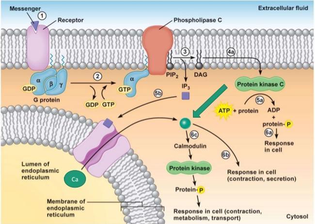 Phospholipase C (PLC) Certain neurotransmitters, hormones and growth factors initiate signaling through G q.