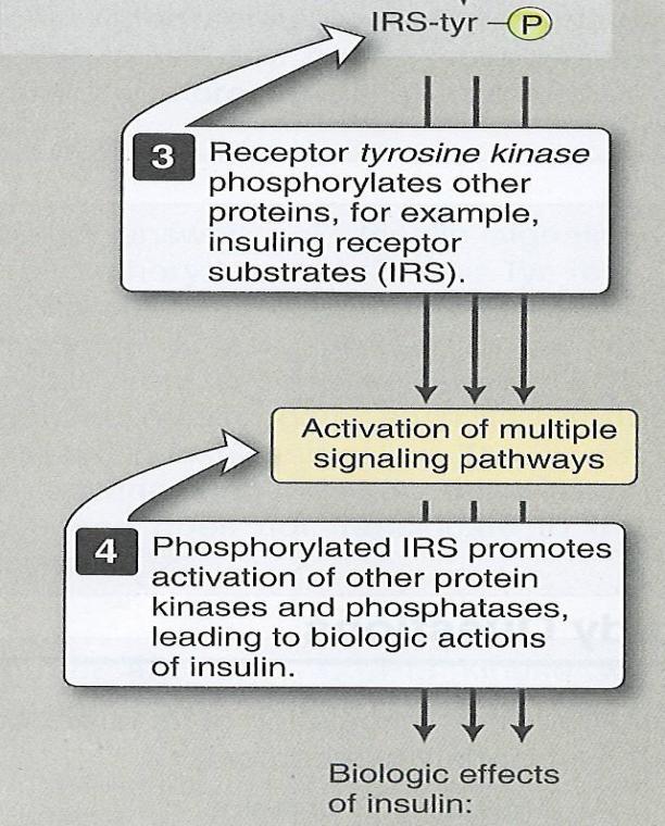 receptor substrate family (IRS). Phosphorylated IRS, activate several intracellular signaling proteins such as STATs, Ras and Pi3K.