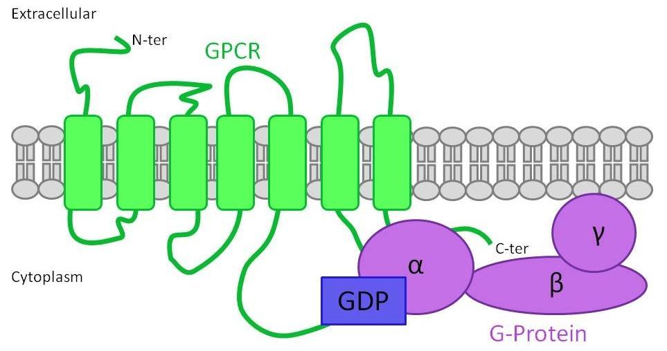 G coupled proteins receptors: GCPR GCPR have: - Extracellular hormone binding domain, -