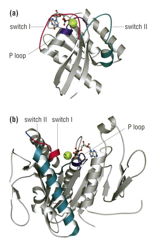 Protein switches Hydrolysis of NTP to NDP is coupled to control the on/off state of a process Two major classes: 1) GTPase ( G proteins ) 2) ATPase (motor proteins)