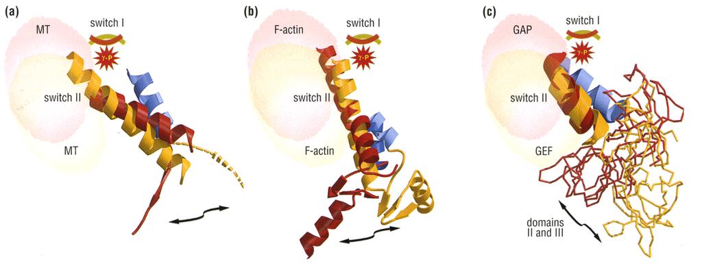 ATP switches couple ATP hydrolysis to mechanical work Kinesin