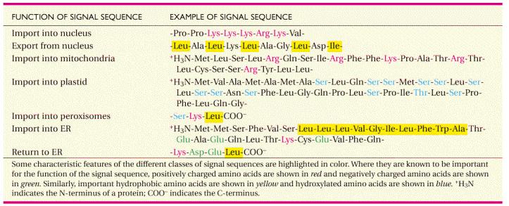 Signal sequences Or bipartite localization sequences: e.g., nucleoplasmin (KR N 10