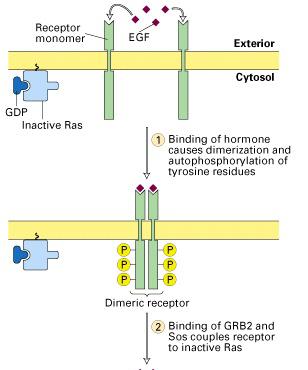 Adapter protein & GEF establish