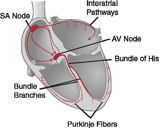 Health professionals use the electrocardiograph (ECG) rhythm strip to systematically analyse the cardiac rhythm.