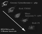 Green Apoptosome Dome (caspase-9) Monomeric Apaf-1 WD WD cytochrome c Hub CARD Procaspase-9 23 Wild-type