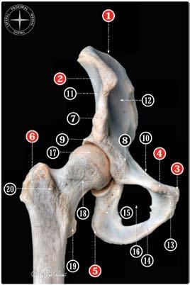 Figure 1 (left): Anterior view of the osseous components of a right hip joint (red numbers correspond to bone landmarks that can be palpated).