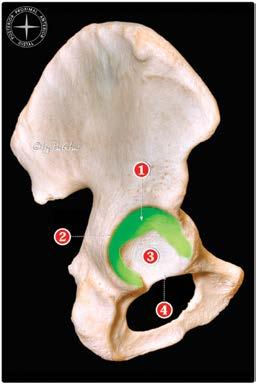The thickest portion of cartilage lies anterolaterally, at the site of greatest load bearing. This region corresponds to the superior dome of the acetabulum.