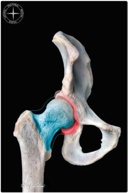 sports radiology Acetabular labrum The acetabular labrum is found on the rim of the bony acetabulum, increasing the depth and coverage of the acetabulum and forming slightly more than a hemisphere.