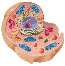 Cell Size and Types Cells,