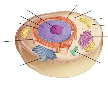 envelope Mitochondrion Smooth endoplasmic reticulum