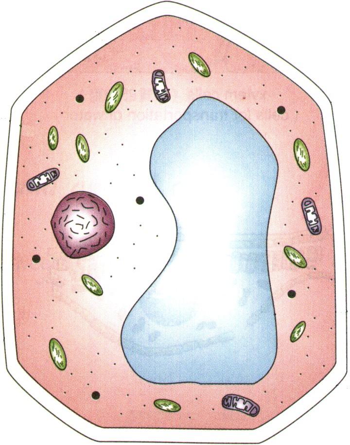 More on Cytoplasm cytoplasm Contains organelles