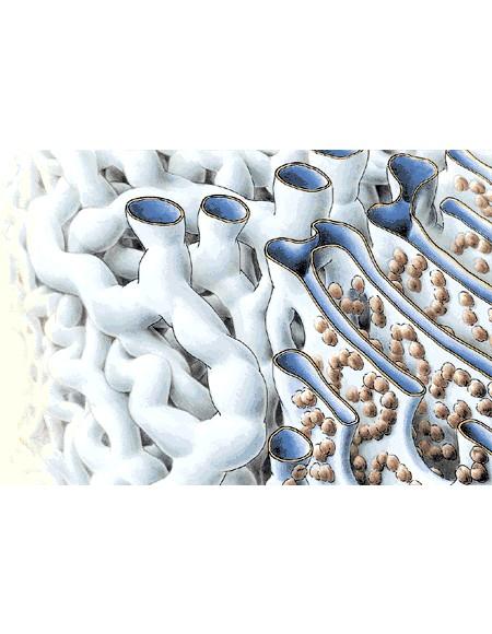 Endoplasmic Reticulum - ER Network of hollow membrane tubules Connects to nuclear envelope & cell