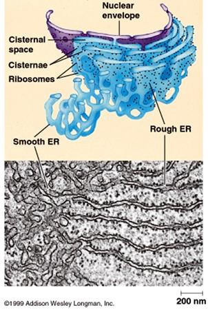 Rough Endoplasmic Reticulum (Rough ER) Proteins are made by ribosomes on ER surface