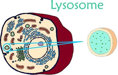 Lysosomes Contain digestive enzymes Break down food, bacteria, and worn out cell