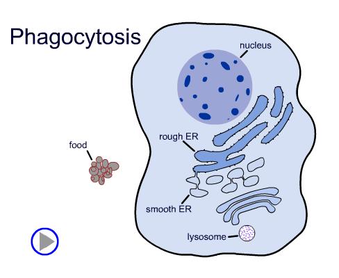 Lysosome Digestion Cells take in food by