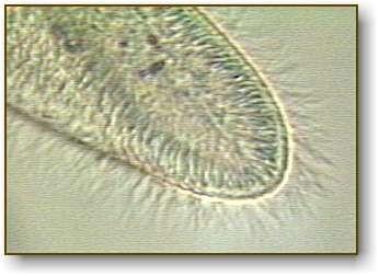 cells Flagella are longer and