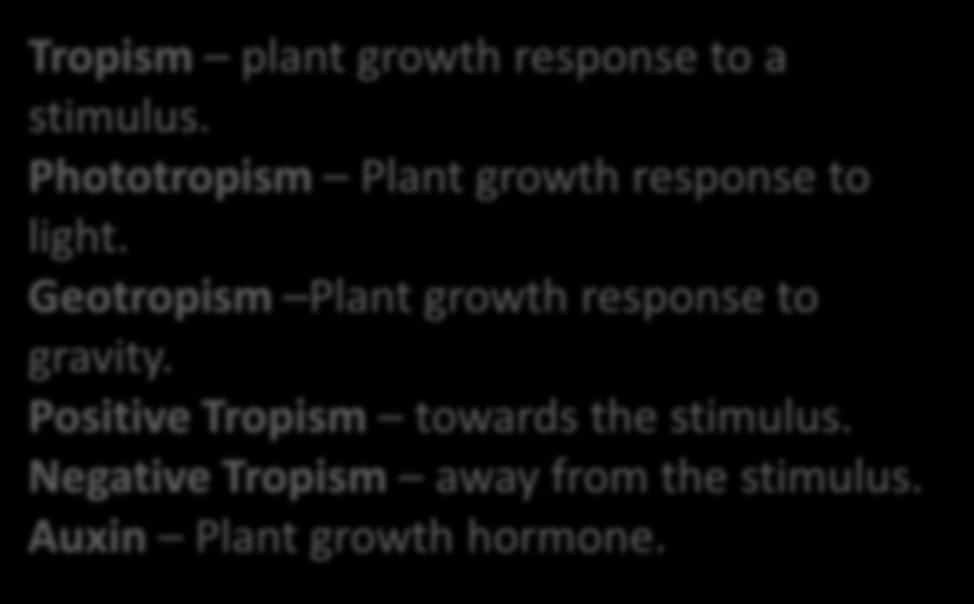B1.2.3 Control in plants -Auxins Tropism plant growth response to a stimulus. Phototropism Plant growth response to light.