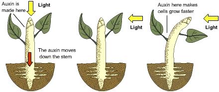 Auxin Plant growth hormone.