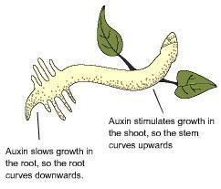 Hormones Selective Weed killers Auxin makes broad leaved plants grow out of control and die.