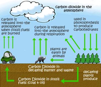 Decomposers respire too Glucose + oxygen carbon dioxide + water Combustion: fossil fuels contain carbon, when we burn then CO 2 is produced Fuel + oxygen carbon