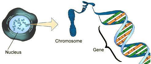 nucleus are chromosomes made up of DNA humans have 46