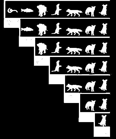Evolutionary tree DNA evidence used to decide which species an animal belongs to and work out evolutionary relationships Biologists classify living organisms