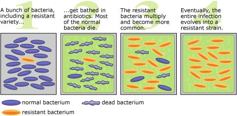 During antibiotic treatment 1.Less resistant bacteria killed first 2.More resistant bacteria remain and will re-infect if full course of antibiotics not taken.
