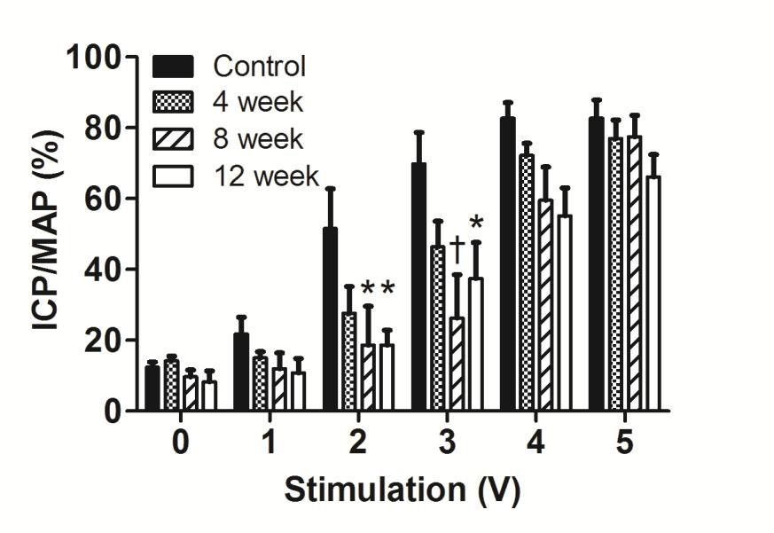 Figure 2 Voltage-dependent erectile response following control diet or Western diet for 4, 8, or 12 weeks.