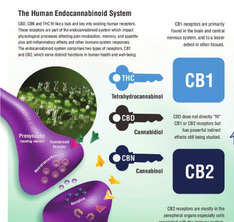 THE SCIENCE 1 Our bodies have an Endocannabinoid System, which helps keep the body in balance by the production and release of internal chemical