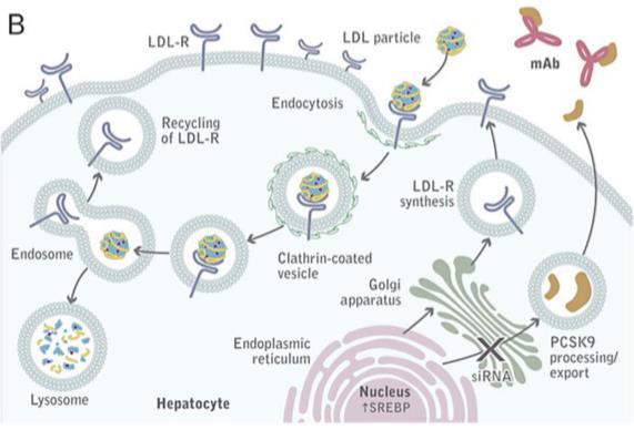 Mechanism- PCSK9 Inhibitors 2. LDL and LDL-R internalized 3. LDL-R recycled not destroyed 4.
