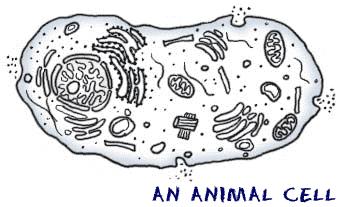 Bio10 Lab 2: Cells Cells are the smallest living things and all living things are composed of cells.