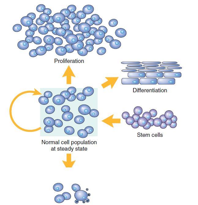 Proliferation capacity of tissue Mechanisms regulating cell populations.