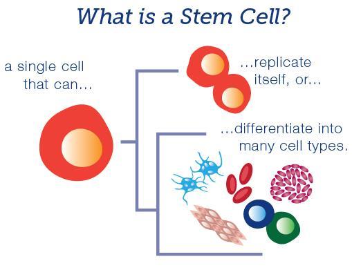 Stem Cells Stem cells are characterized by two important properties: Selfrenewal