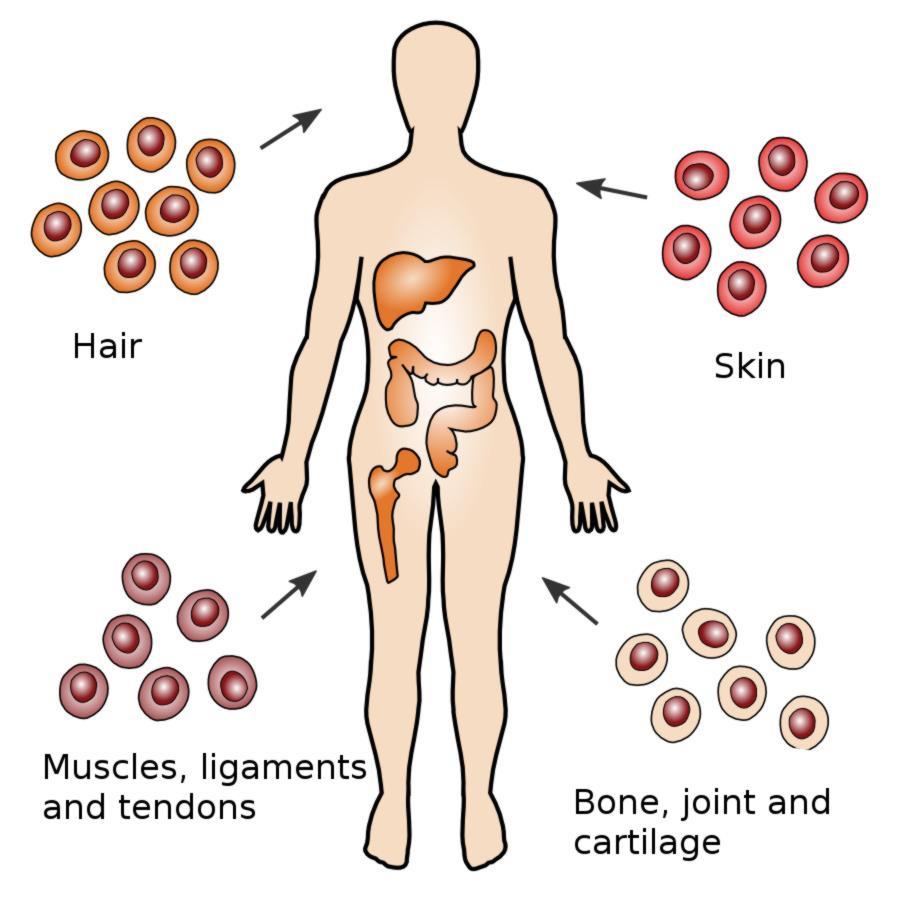 Adult stem cells also called tissue stem cells, are less undifferentiated than ES cells and are found among differentiated cells within an organ or tissue.