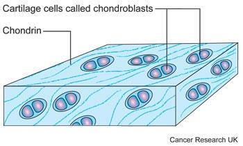 These cells can give rise to a