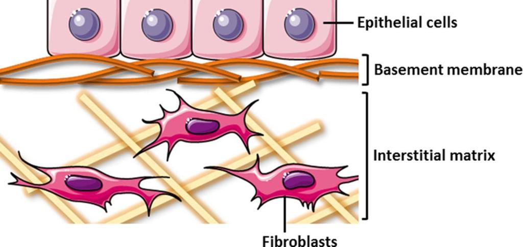 Role of the Extracellular Matrix in Tissue Repair ECM occurs in two basic forms: 1.