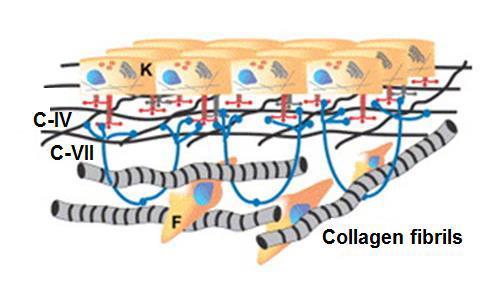 The categories of collagen families classified by the their supramolecular structure.
