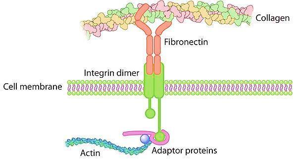 Adhesive glycoproteins and adhesion