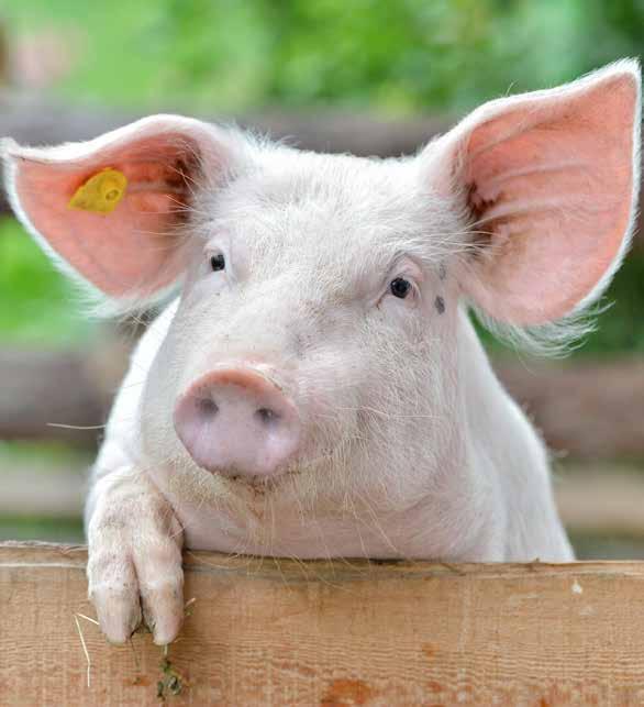 Practical Biosecurity for Pig