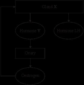 (c) The diagram below shows the relationships between the glands and hormones that control the menstrual cycle of a woman.