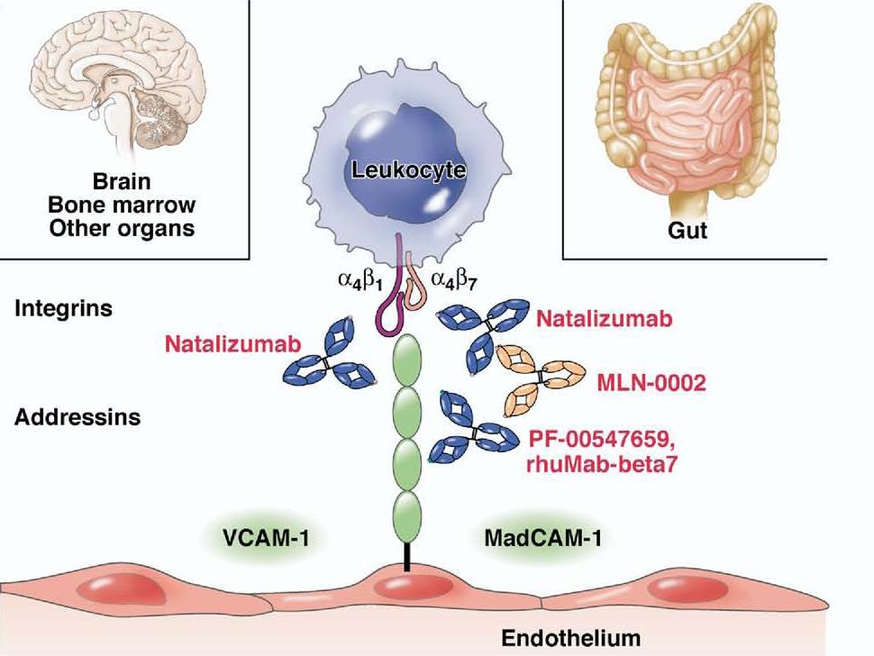 Vedolizumab (Entyvio) Gut specific anti-adhesion molecule Inhibits intestinal T-lymphocyte migration into tissue 2014: Approved for