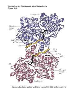 HORMONAL ACTIVATION OF GLYCOGEN PHOSPHORYLASE GP needs to be phosphorylated (Ser 14) to activate it adrenaline The difference between phosphorylase b and phosphorylase a is a dramatic rearrangement