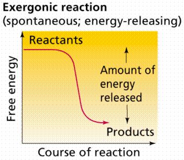 Definition: Spontaneous chemical reaction in which there is a NET RELEASE of free energy (ΔG < 0).